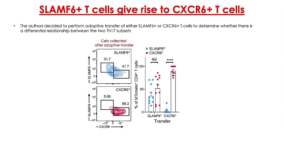 Stem-like intestinal Th17 cells give rise to pathogenic effector T cells during autoimmunity